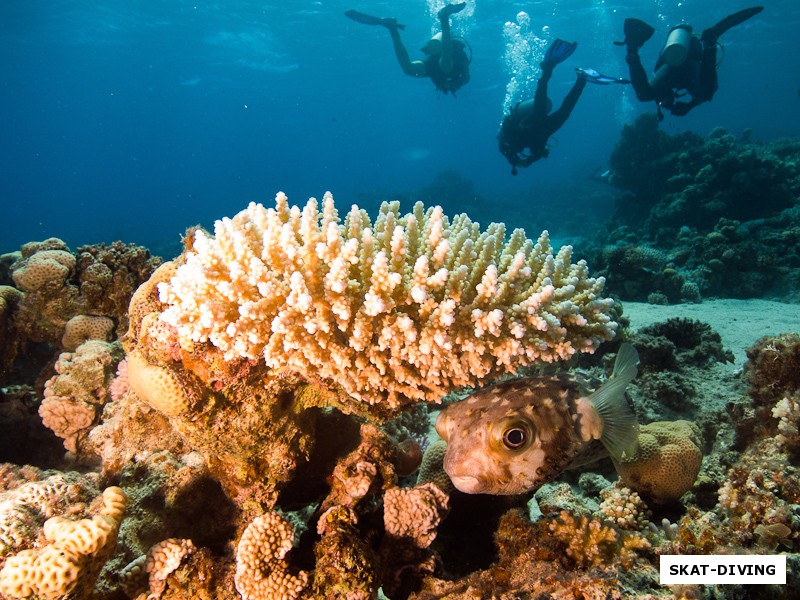 Рыба Шар предпочла спрятаться под кораллом от назойливых дайверов