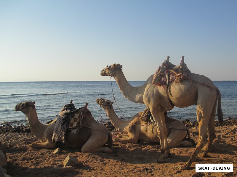 Рассвет возле Блюхола, верблюды ждут нас, чтобы отвезти в таинственный Рас Абу Галум