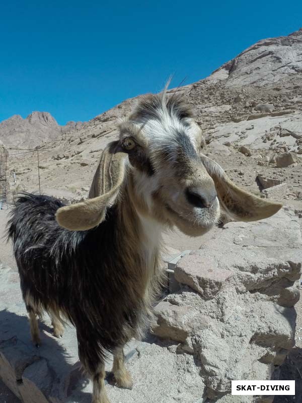 После посещения монастыря, на автомобильной стоянке нас встретила вот такая чудная коза