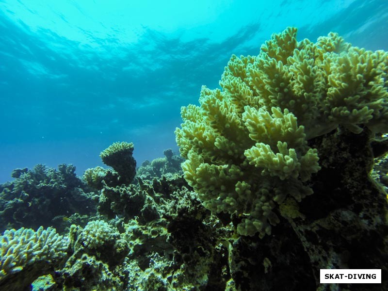 Мягкие кораллы переливаются в лучах солнечного света