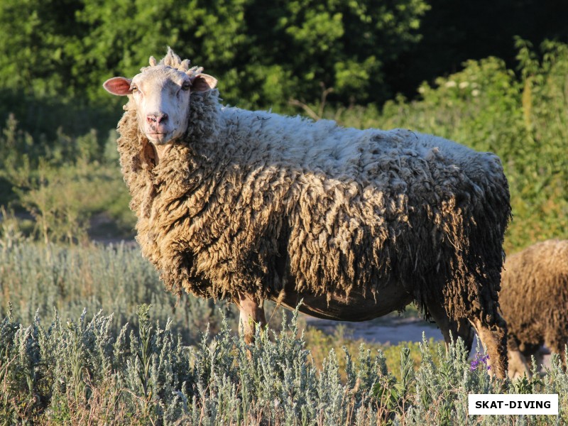 Местная овечка Маруся пробует себя в роли фото модели