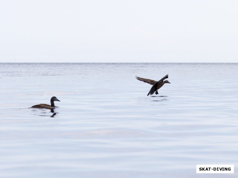 Острова Белого моря населяют целые колонии птиц различных видов, которых можно наблюдать в их естественной среде обитания