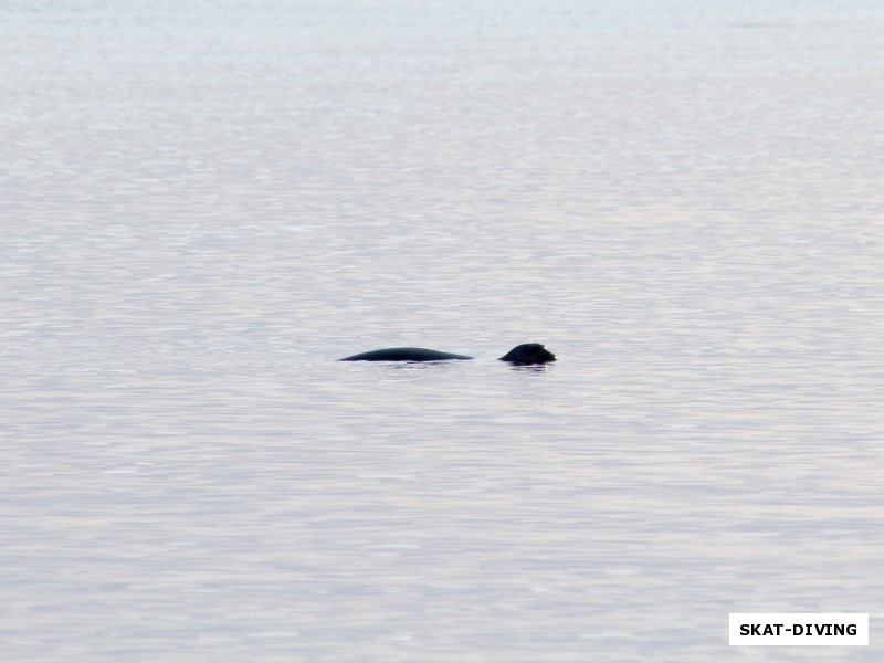 Лохнесское чудовище оказалось всего лишь любопытным тюленем