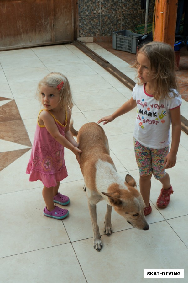 Соленкова Василиса, Костяшина Мария, и местная собака Белка в дайв-центре