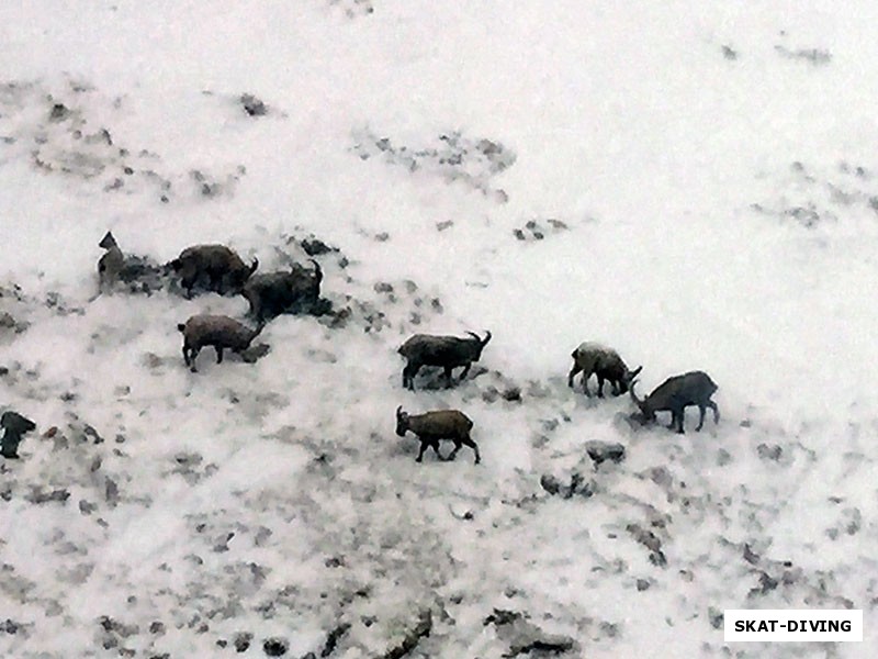 А вот и дикие горные козлы, снятые из окна подъемника, хотя мы не раз подъезжали к ним совсем близко, катаясь по снежным пухлякам Эльбруса