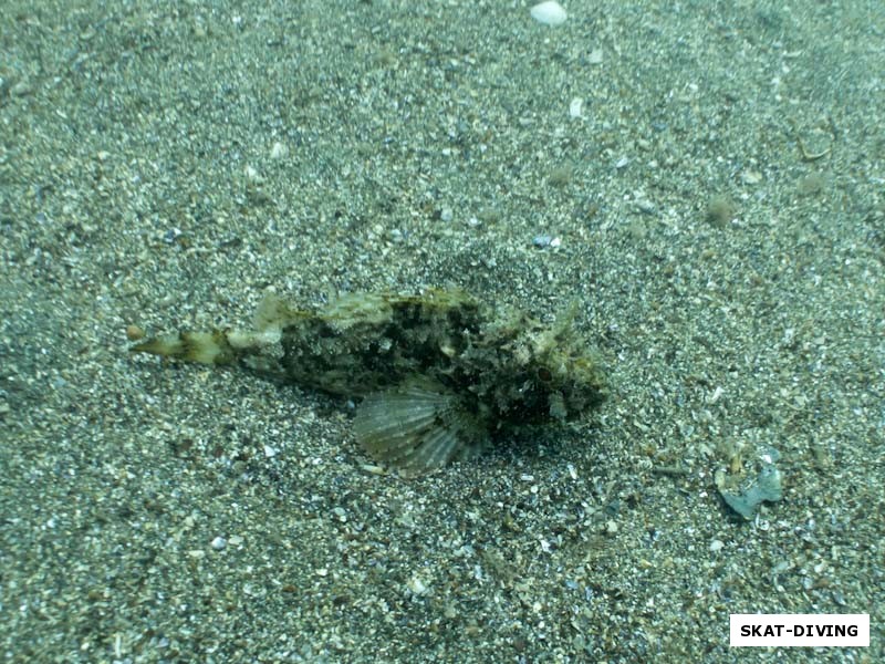 Местная черноморская скорпена - Морской Ерш