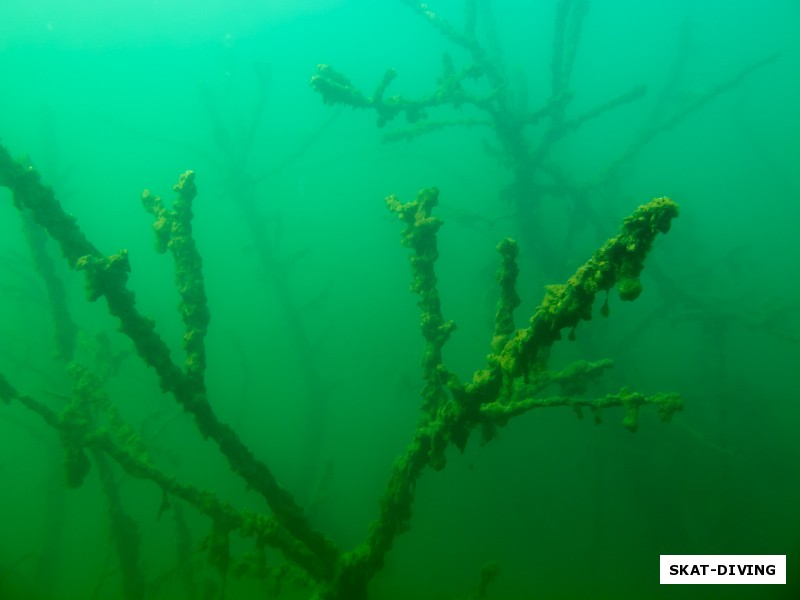 Затопленные, поросшие водорослями деревья, в сине-зеленой воде создавали таинственную и волнующую атмосферу