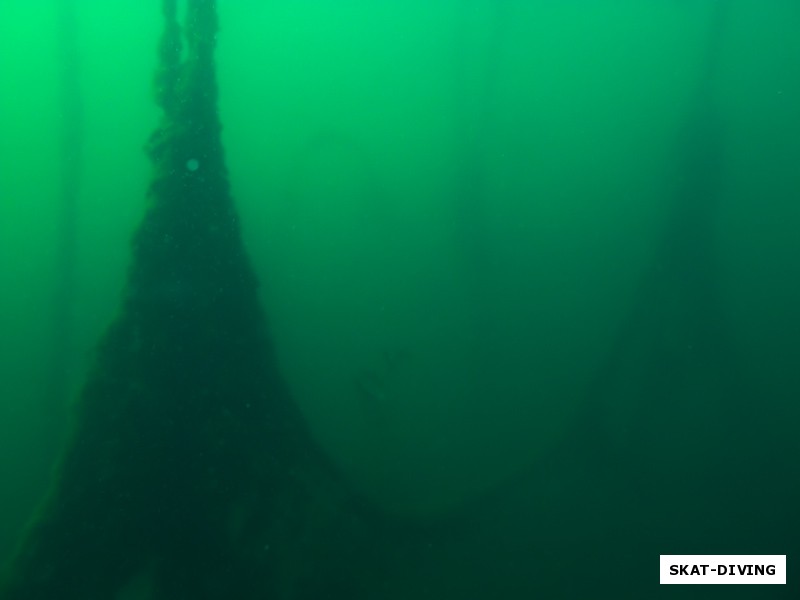 Брошенные сети со временем органично вписались в подводный пейзаж