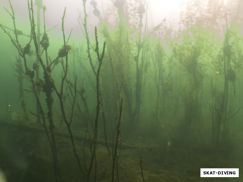 Подводный лес напоминает наш кремазитный, только гуще, и деревья больше