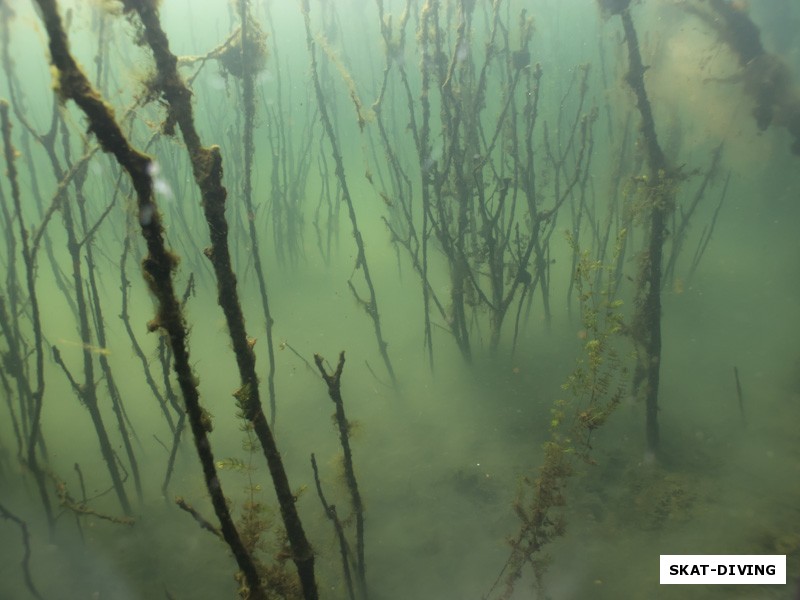 Белесая дымка у дна превращала подводный лес в сказочный