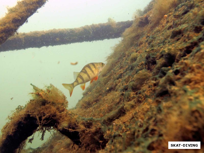 Экскаватор - отличное не естественное прикрытие для множества рыб, обитающих на Керамзитном карьере