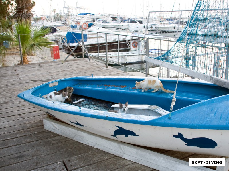 Рядом с портом в Ларнаке построен кошачий приют для пастеризованных диких кошек. У них там и домики, и еда по расписанию