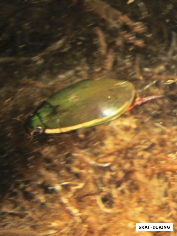 А вот и один из жуков-плавунцов, живущих под причалом озера