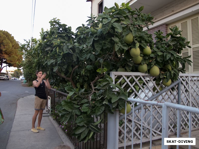 Орлов Даниил, на одной из прогулок мы узнали как растет фрукт помело