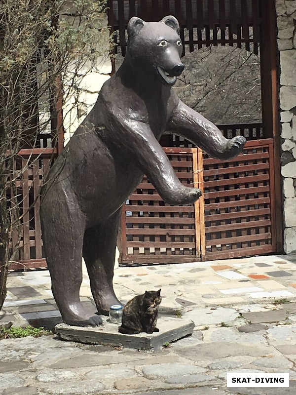 Может кто-то и боится медведей, но явно не эта кошка