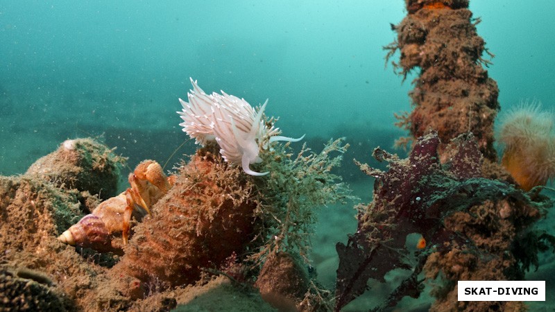 Белый красавец голожаберный моллюск, трудно поверить, что на спине у него не шуба, а позволяющие дышать наросты