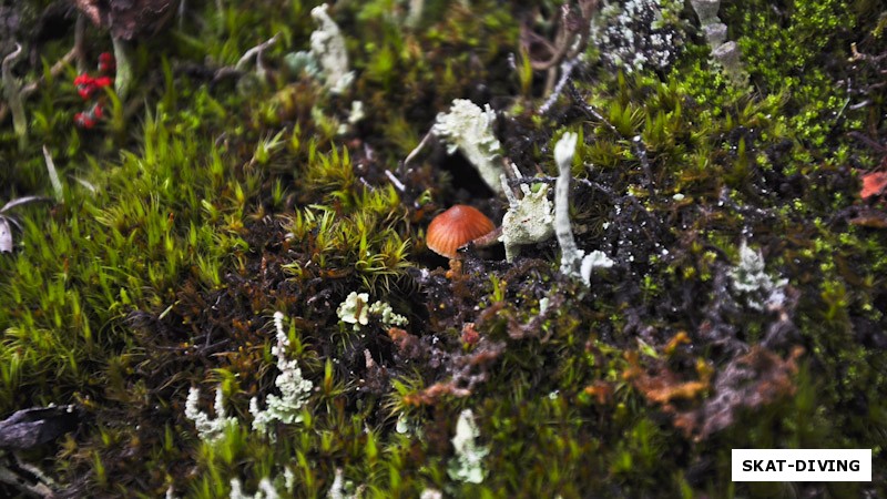 Пространство вокруг - либо скалы с камнями, либо разноцветный мох с грибами)))