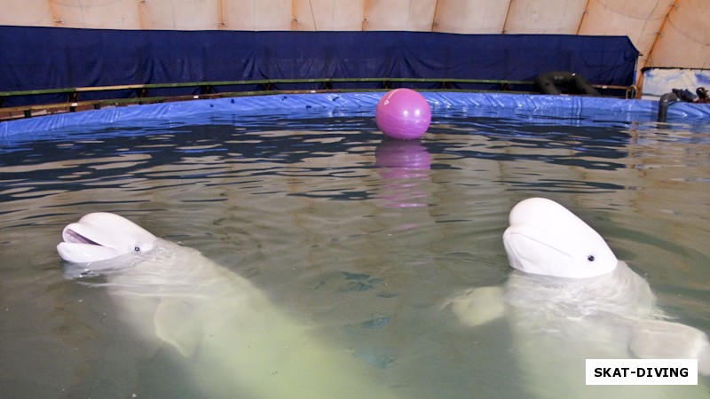 В бассейне две белухи: более белый мальчик и немного сероватая девочка