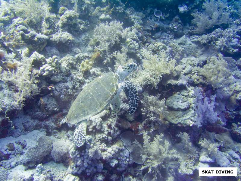 черепаха под водой