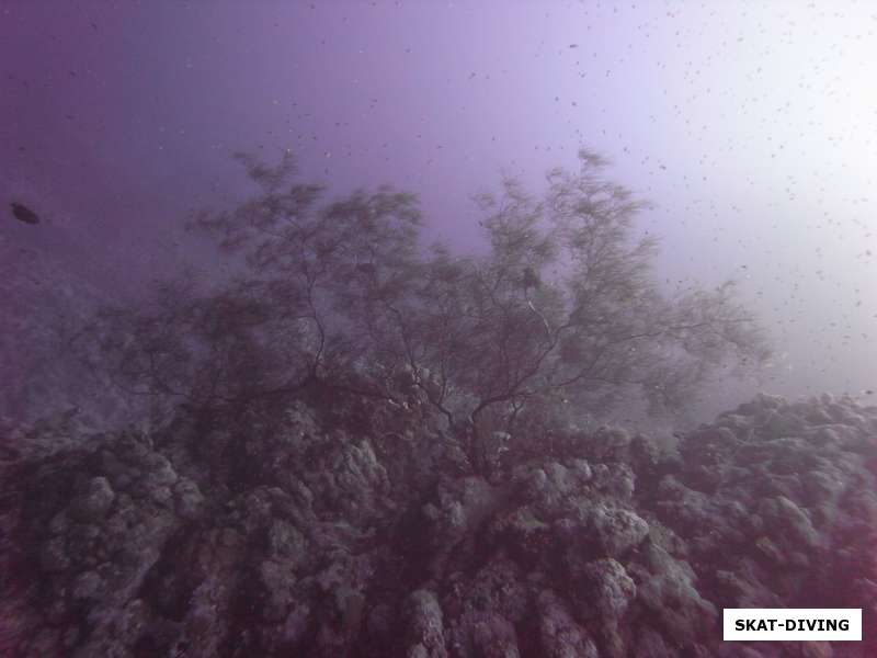 подводная растительность