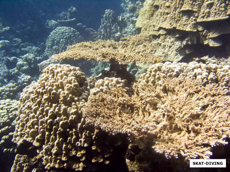 жесткие кораллы