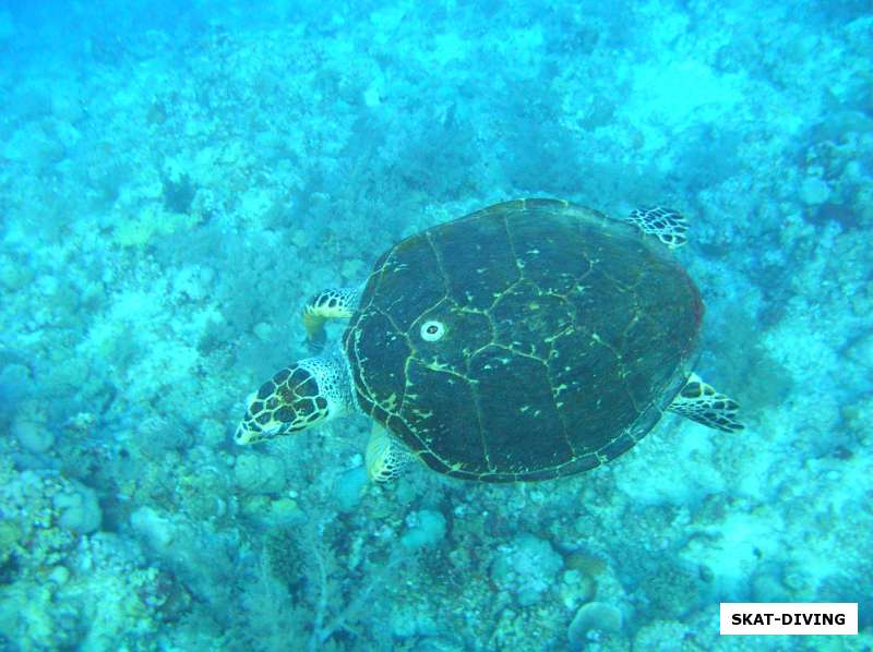 черепаха морская
