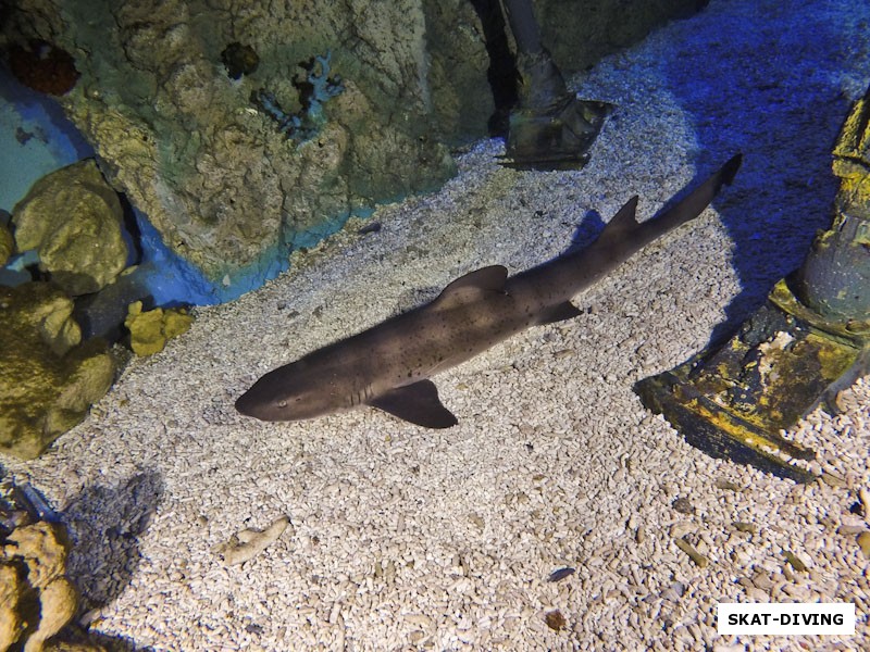 Небольшая акула с тигровой раскраской прячется от дайверов