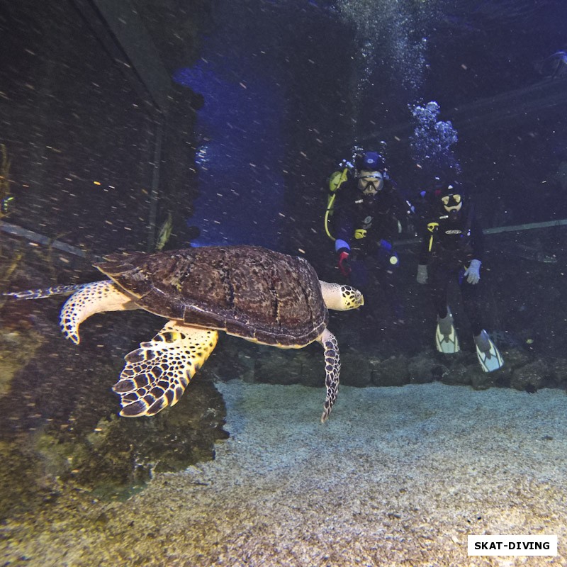 Знаменитый черепах-самец Пафнутий плывет познакомиться с интродайвером Егоркой