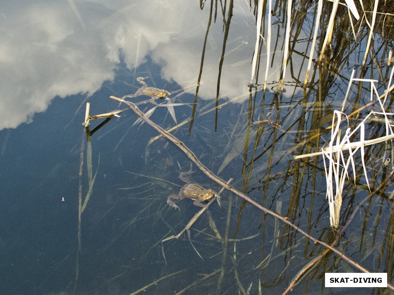 Именно лягушки встретили нас на Круглом озере
