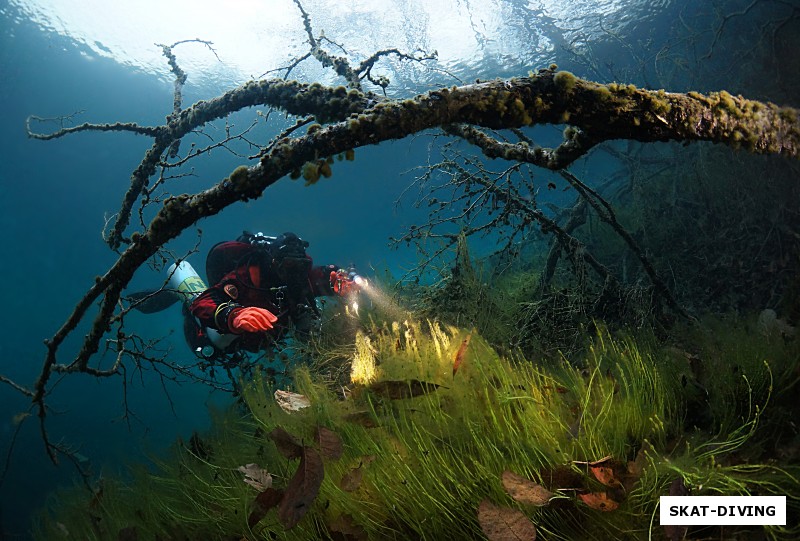 Зеленев Андрей, пытается найти немногих живых обитателей озера среди густой прибрежной растительности