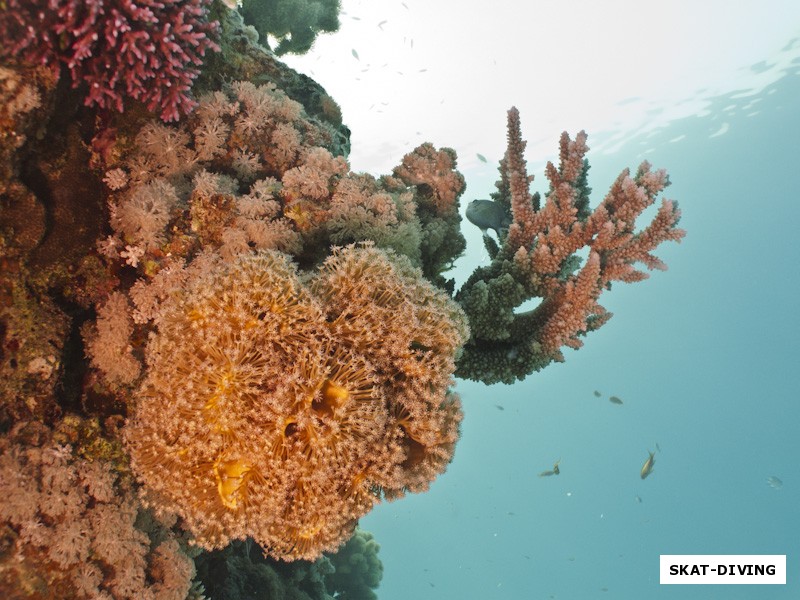 Конечно, по разнообразию и обилию кораллов Красное море впереди планеты всей