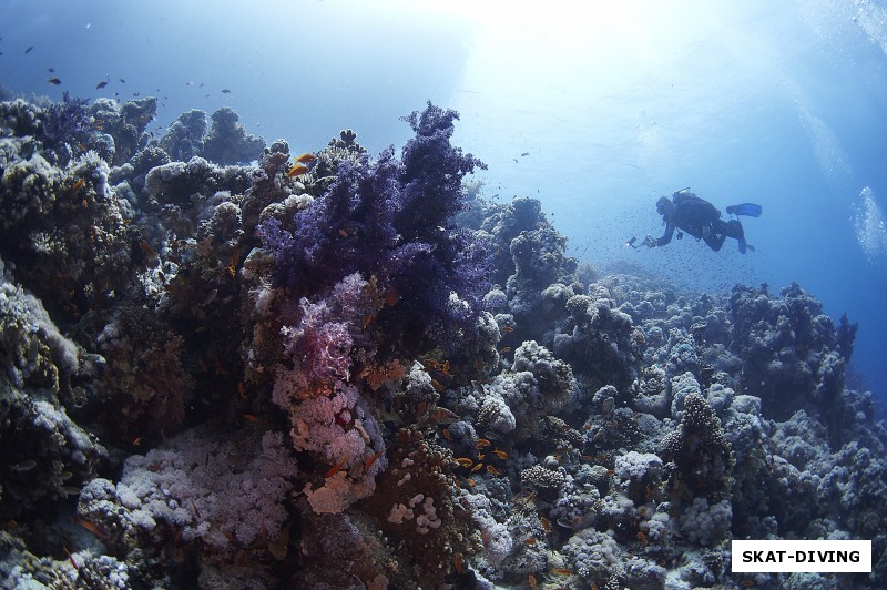 Насыщенно фиолетовый мягкий коралл и маленький Максим на заднем плане с камерой в руках