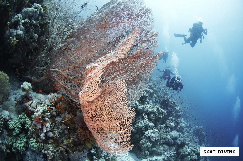 Горгонарии - роскошные кораллы-кусты, излюбленная тема фотографов