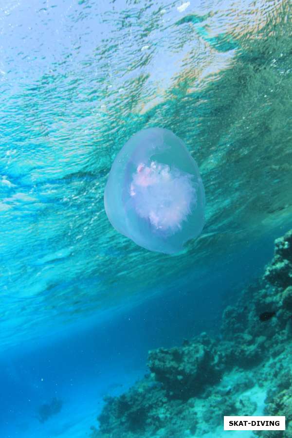медуза в красном море