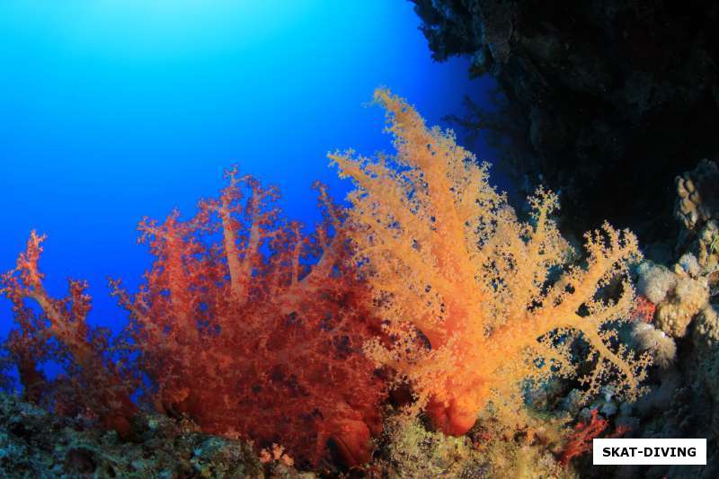мягкие кораллы