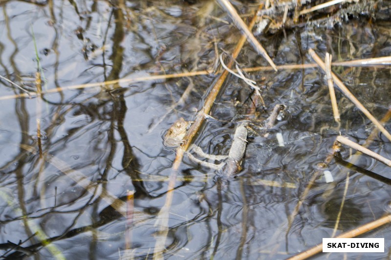 Ближе к поверхности лесные лягушки заняты весенним размножением