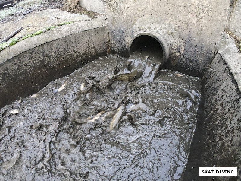 Из пруда по сливному шлюзу рыба попадает в бетонный бассейн, где удобно производить отбор нужного вида