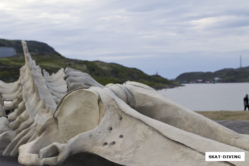 Понять реальные размеры голубого кита позволяет макет на берегу в Териберке