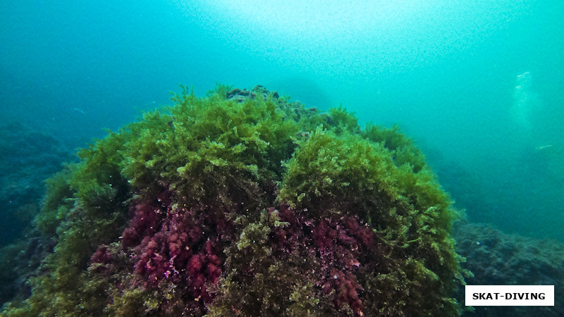 На нырялке в Балаклаве преобладают красно-бурые оттенки, но бывают и вот такие зеленые островки