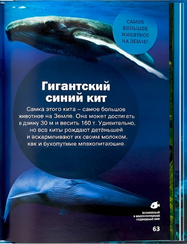 Книга рассказывает, как эти удивительные создания живут, охотятся, прячутся и приспосабливаются к непростым условиям подводного царства, которое человек до сих пор изучает лишь фрагментарно.